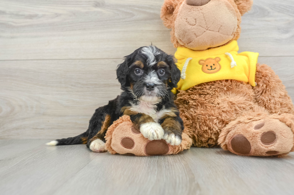 6 week old Mini Bernedoodle Puppy For Sale - Pilesgrove Pups