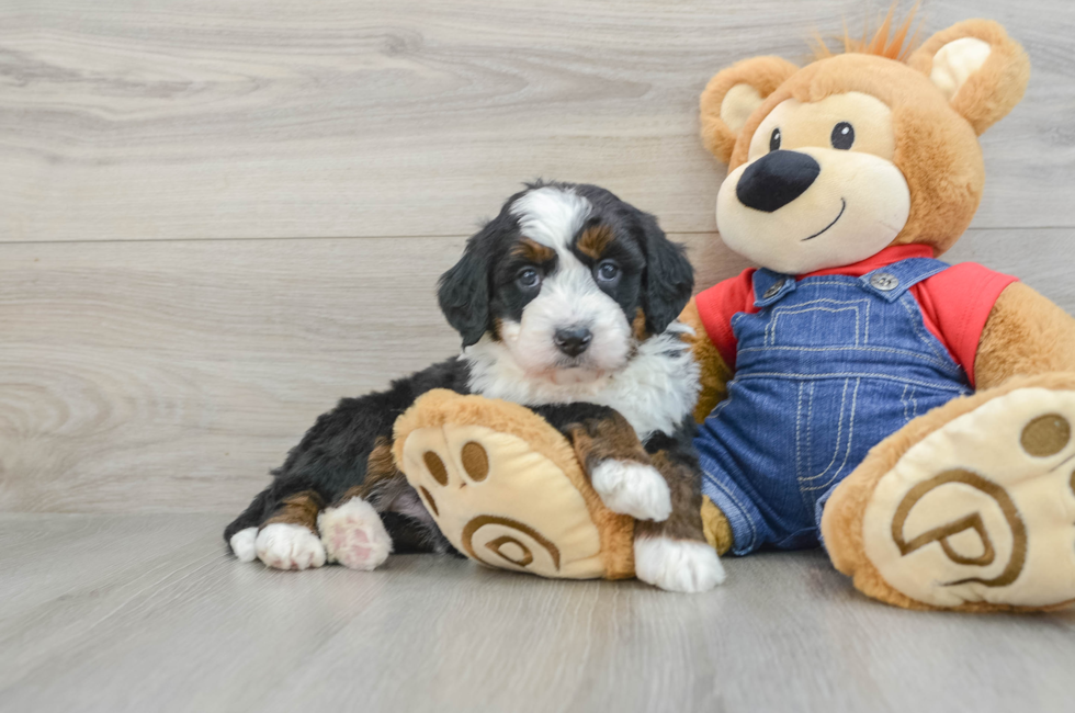 5 week old Mini Bernedoodle Puppy For Sale - Pilesgrove Pups