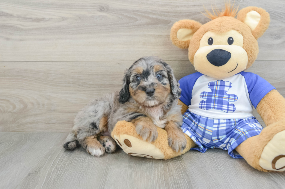 7 week old Mini Bernedoodle Puppy For Sale - Pilesgrove Pups