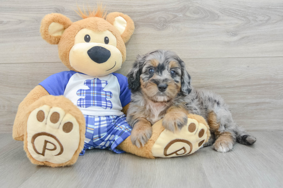 Mini Bernedoodle Puppy for Adoption