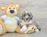 6 week old Mini Bernedoodle Puppy For Sale - Pilesgrove Pups