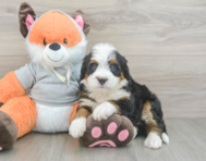 7 week old Mini Bernedoodle Puppy For Sale - Pilesgrove Pups