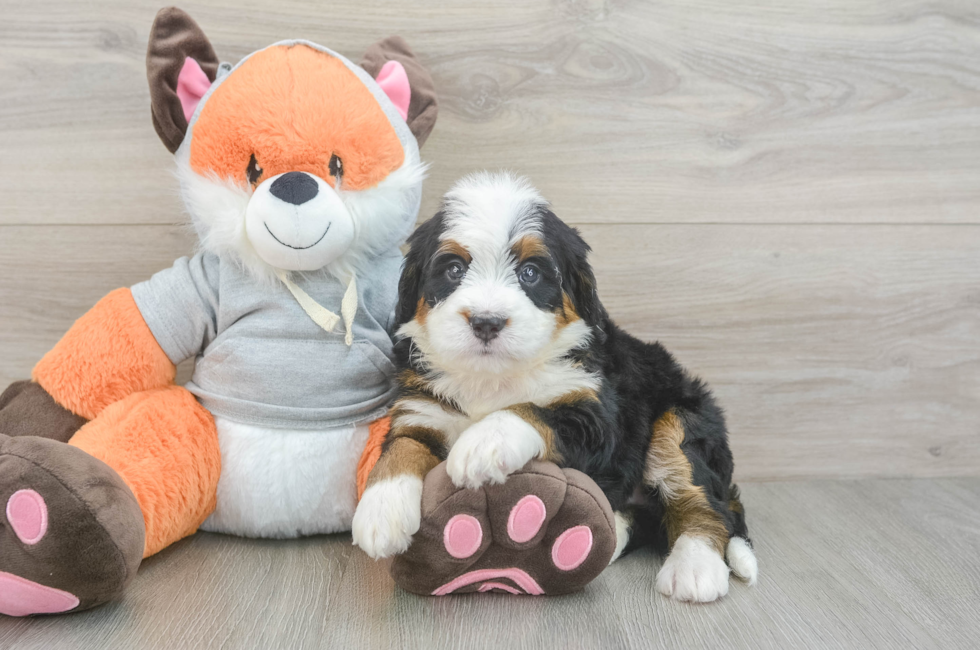 5 week old Mini Bernedoodle Puppy For Sale - Pilesgrove Pups