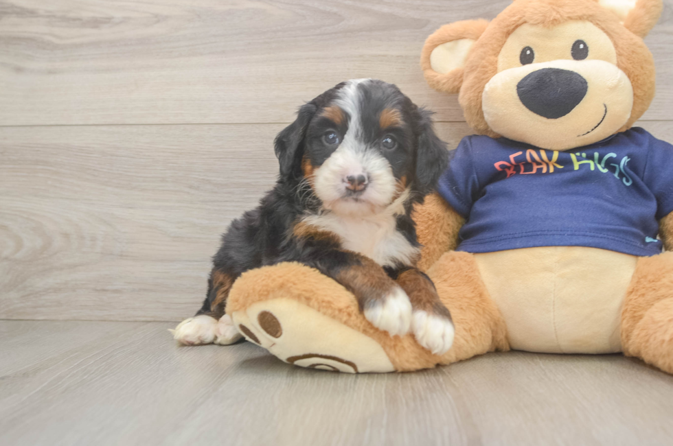5 week old Mini Bernedoodle Puppy For Sale - Pilesgrove Pups