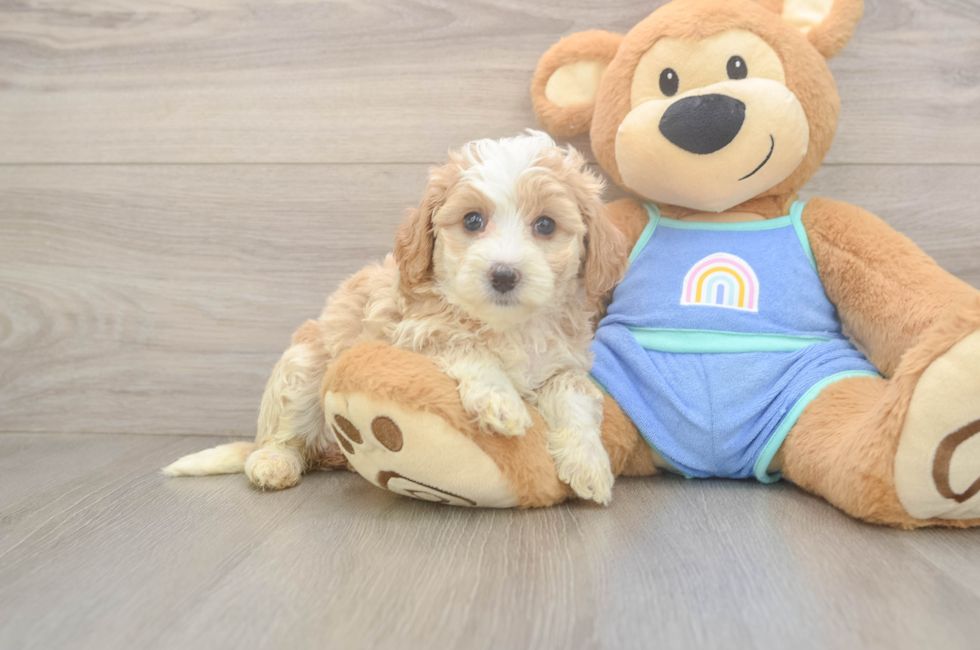 5 week old Mini Bernedoodle Puppy For Sale - Pilesgrove Pups