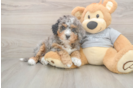 Mini Bernedoodle Pup Being Cute