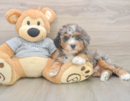 7 week old Mini Bernedoodle Puppy For Sale - Pilesgrove Pups