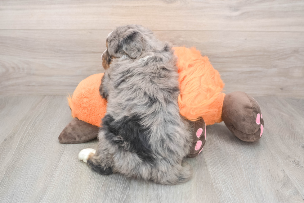 Best Mini Bernedoodle Baby