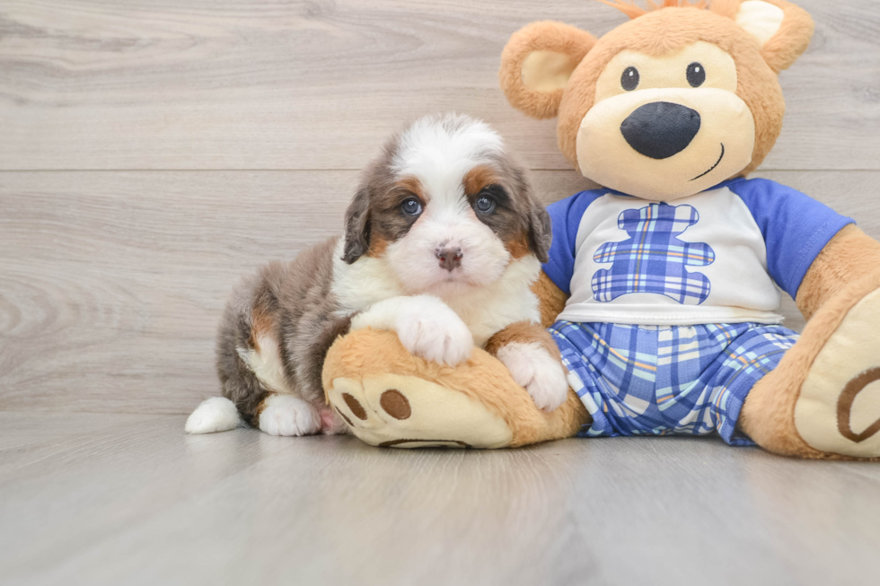 Mini Bernedoodle Puppy for Adoption