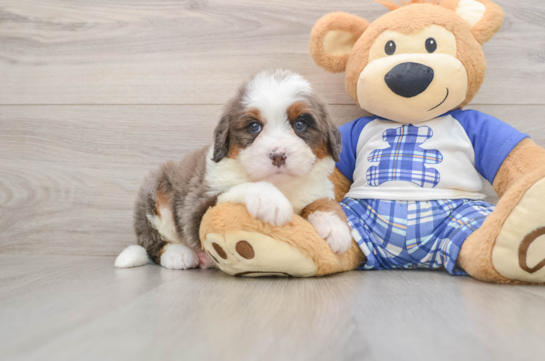 Mini Bernedoodle Puppy for Adoption
