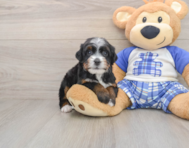 6 week old Mini Bernedoodle Puppy For Sale - Pilesgrove Pups
