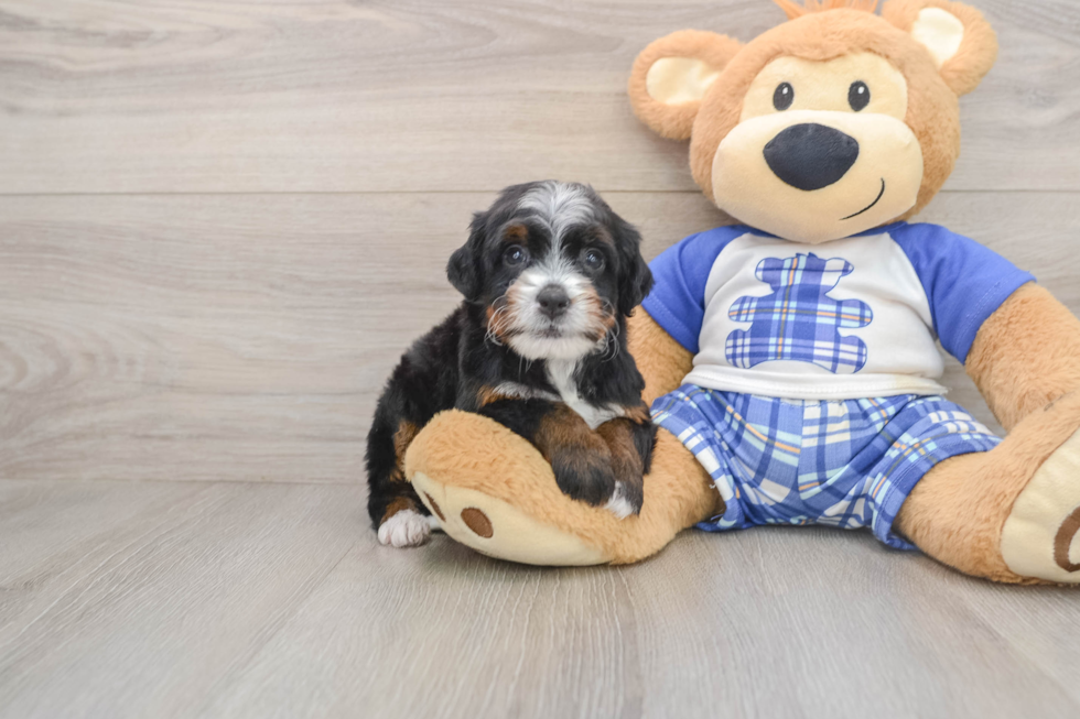 Fluffy Mini Bernedoodle Poodle Mix Pup