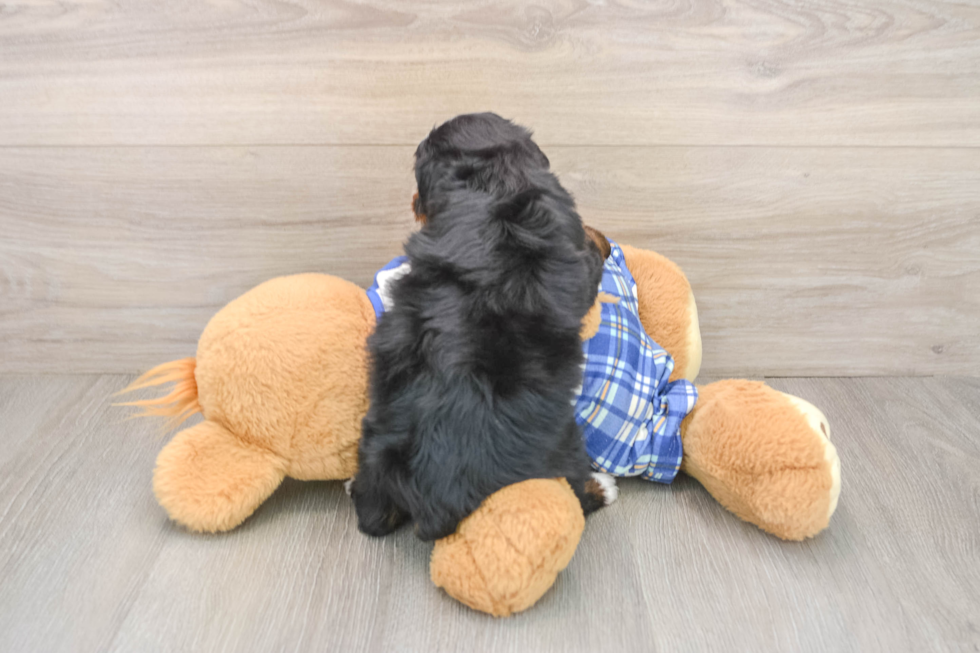 Funny Mini Bernedoodle Poodle Mix Pup