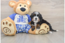 Cute Mini Bernedoodle Baby