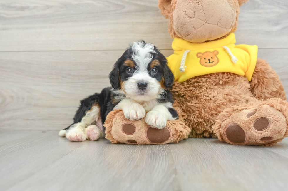 6 week old Mini Bernedoodle Puppy For Sale - Pilesgrove Pups