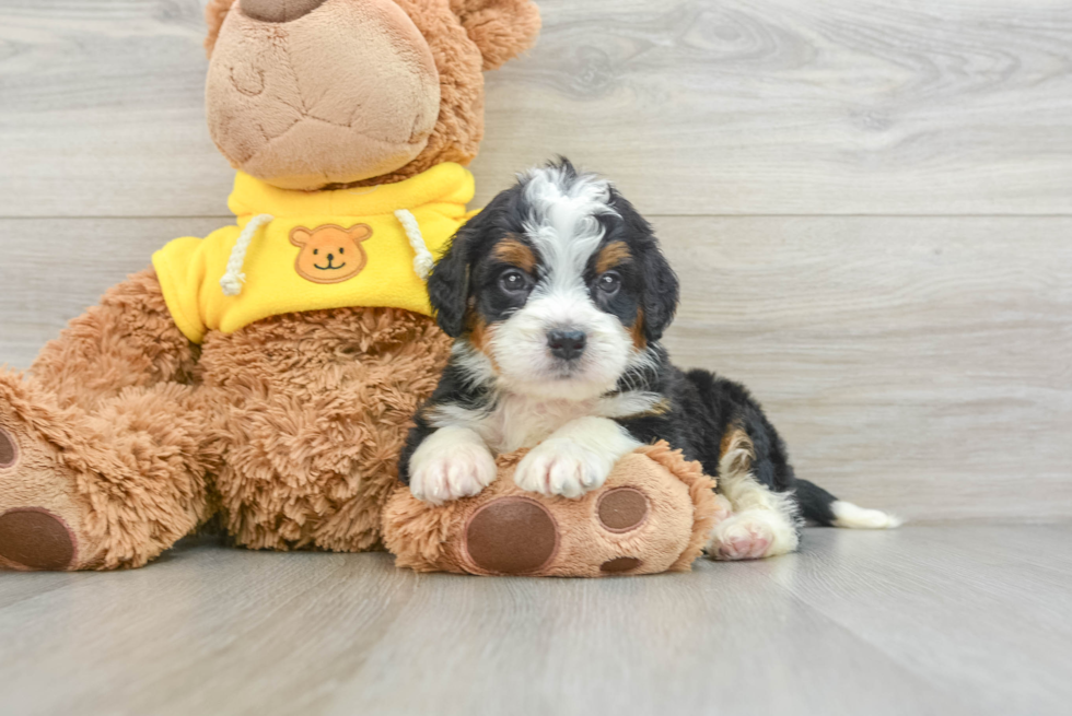 Mini Bernedoodle Puppy for Adoption