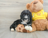 7 week old Mini Bernedoodle Puppy For Sale - Pilesgrove Pups