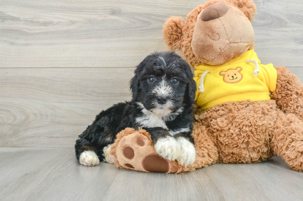 7 week old Mini Bernedoodle Puppy For Sale - Pilesgrove Pups