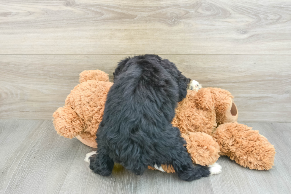 Best Mini Bernedoodle Baby