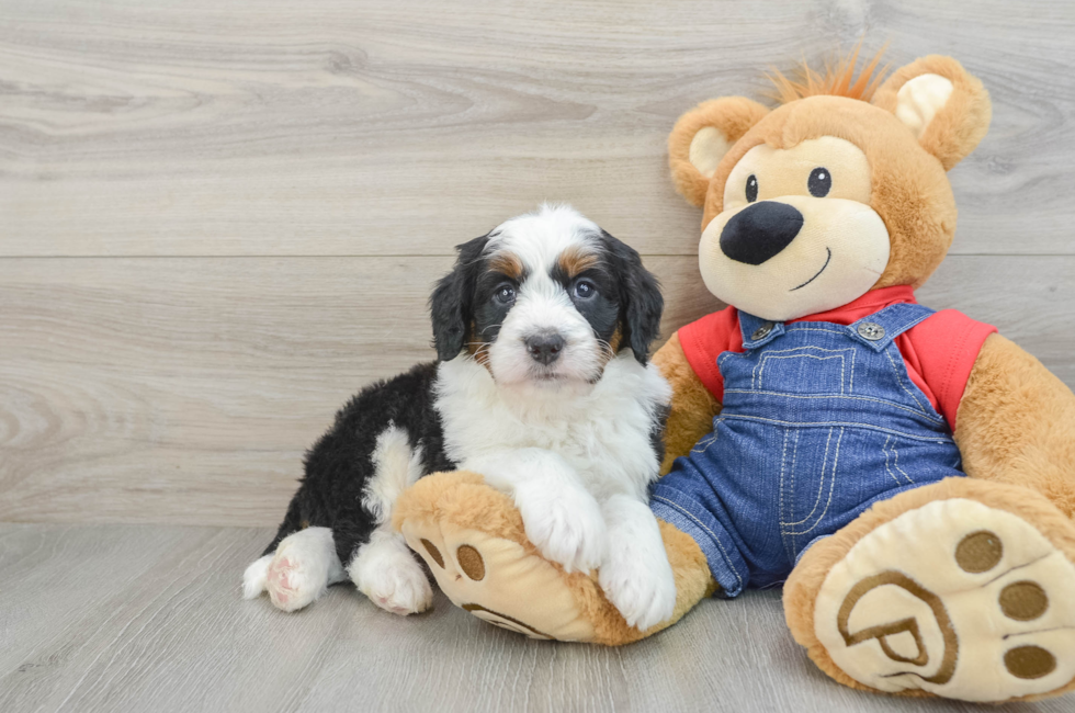 5 week old Mini Bernedoodle Puppy For Sale - Pilesgrove Pups