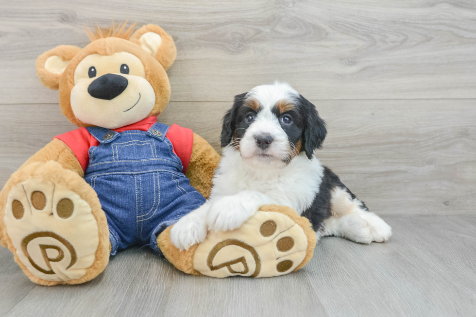 Petite Mini Bernedoodle Poodle Mix Pup