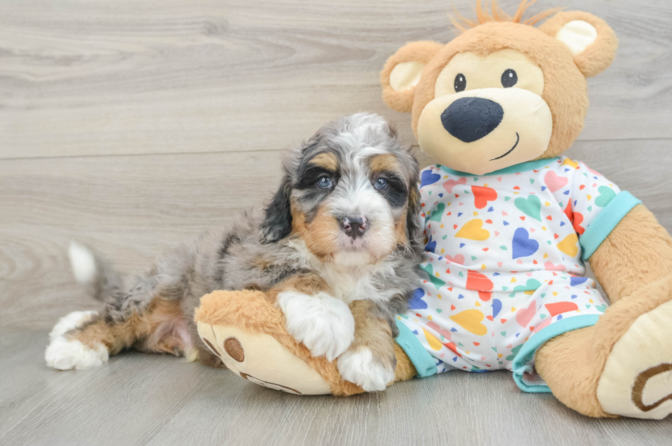 8 week old Mini Bernedoodle Puppy For Sale - Pilesgrove Pups