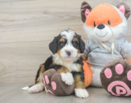 7 week old Mini Bernedoodle Puppy For Sale - Pilesgrove Pups