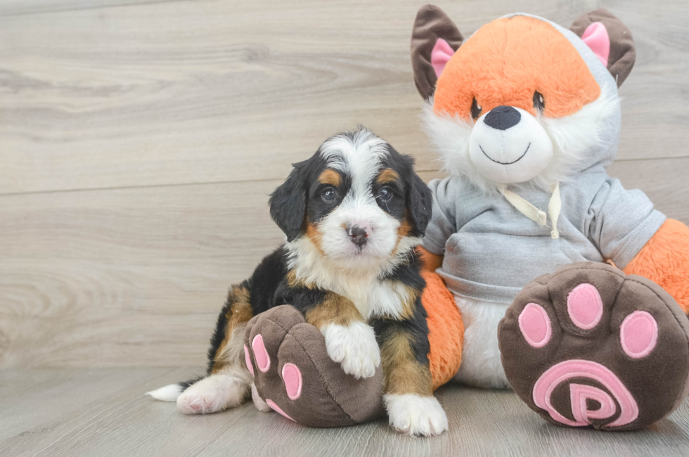 5 week old Mini Bernedoodle Puppy For Sale - Pilesgrove Pups
