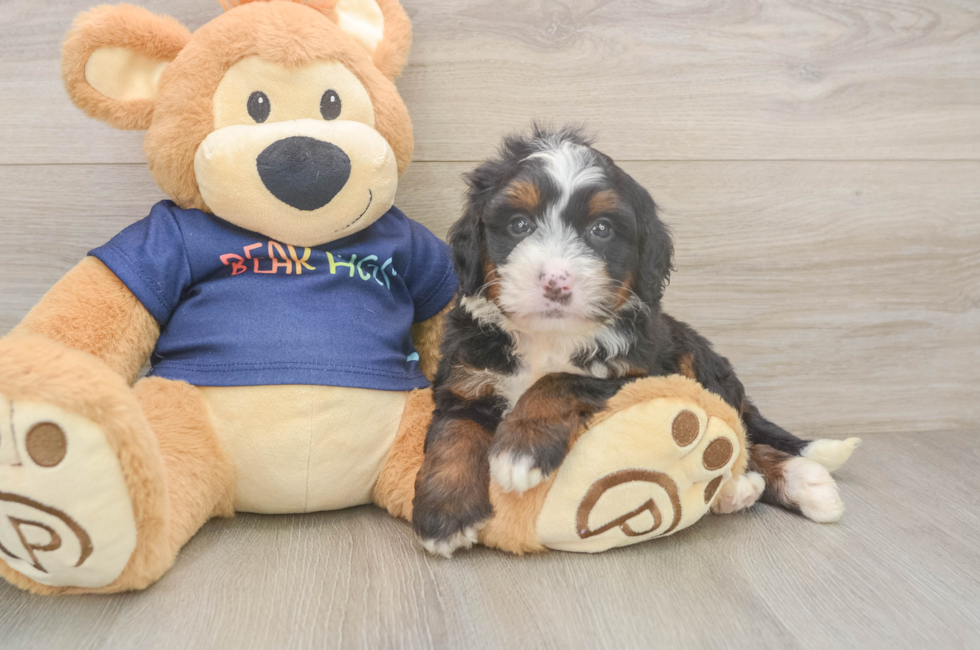 5 week old Mini Bernedoodle Puppy For Sale - Pilesgrove Pups