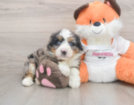 6 week old Mini Bernedoodle Puppy For Sale - Pilesgrove Pups
