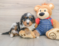 5 week old Mini Bernedoodle Puppy For Sale - Pilesgrove Pups