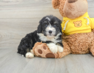 7 week old Mini Bernedoodle Puppy For Sale - Pilesgrove Pups