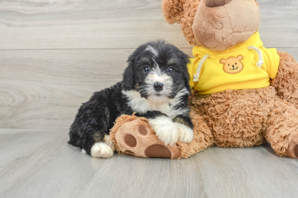 7 week old Mini Bernedoodle Puppy For Sale - Pilesgrove Pups