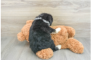 Popular Mini Bernedoodle Poodle Mix Pup