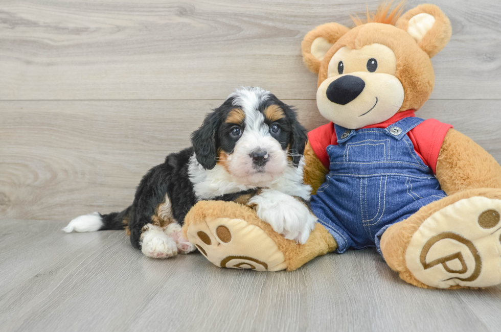 5 week old Mini Bernedoodle Puppy For Sale - Pilesgrove Pups