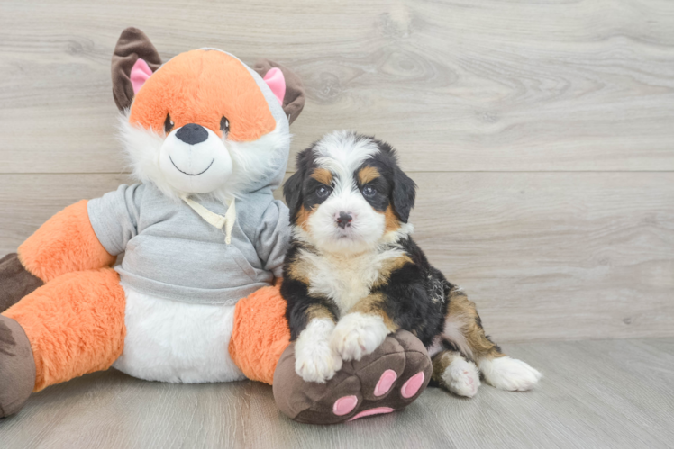 Playful Mini Bernadoodle Poodle Mix Puppy
