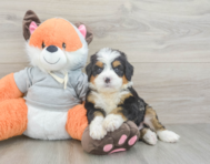 6 week old Mini Bernedoodle Puppy For Sale - Pilesgrove Pups