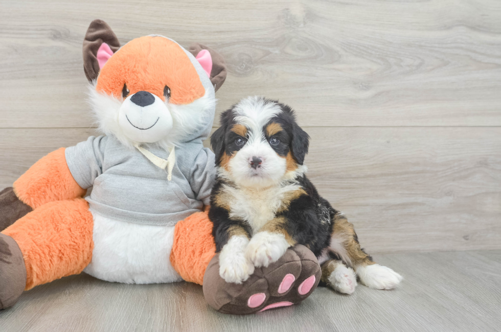 5 week old Mini Bernedoodle Puppy For Sale - Pilesgrove Pups