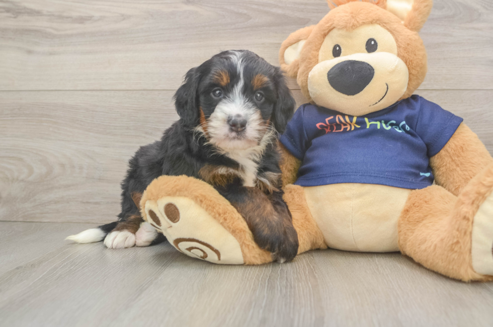 5 week old Mini Bernedoodle Puppy For Sale - Pilesgrove Pups