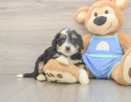 5 week old Mini Bernedoodle Puppy For Sale - Pilesgrove Pups