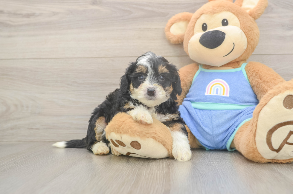5 week old Mini Bernedoodle Puppy For Sale - Pilesgrove Pups