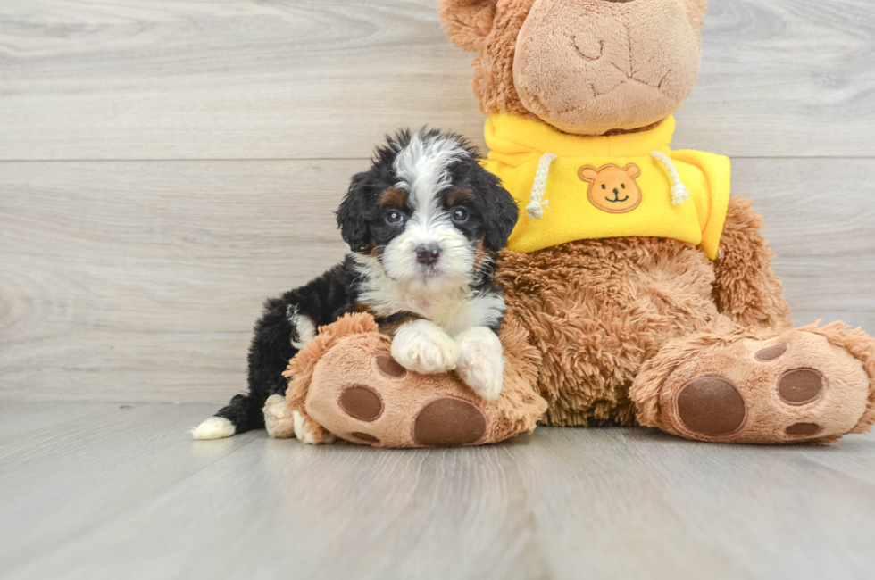 6 week old Mini Bernedoodle Puppy For Sale - Pilesgrove Pups