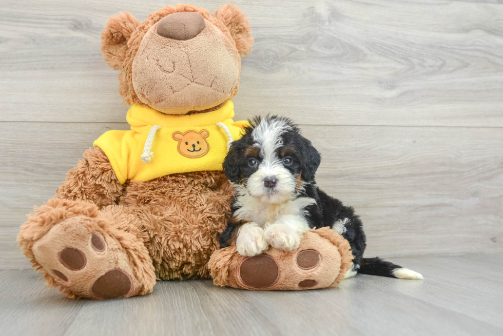 Energetic Mini Bernesepoo Poodle Mix Puppy