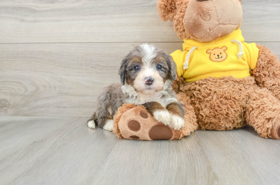 6 week old Mini Bernedoodle Puppy For Sale - Pilesgrove Pups