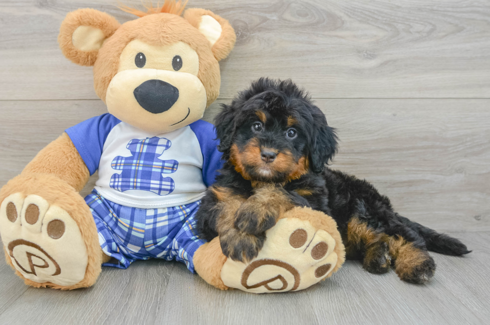 6 week old Mini Bernedoodle Puppy For Sale - Pilesgrove Pups