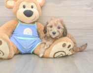 6 week old Mini Bernedoodle Puppy For Sale - Pilesgrove Pups
