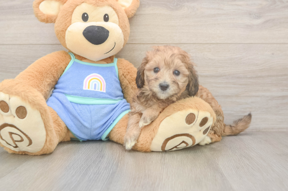5 week old Mini Bernedoodle Puppy For Sale - Pilesgrove Pups