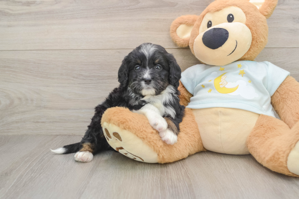 Mini Bernedoodle Pup Being Cute