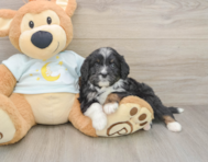 6 week old Mini Bernedoodle Puppy For Sale - Pilesgrove Pups