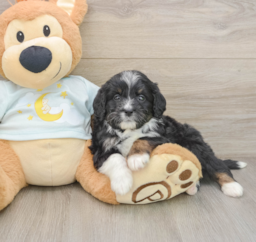 7 week old Mini Bernedoodle Puppy For Sale - Pilesgrove Pups